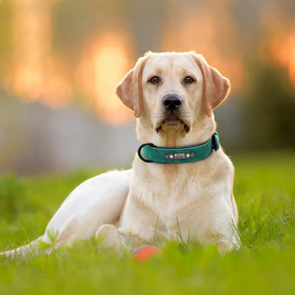 Personalisiertes Hundehalsband