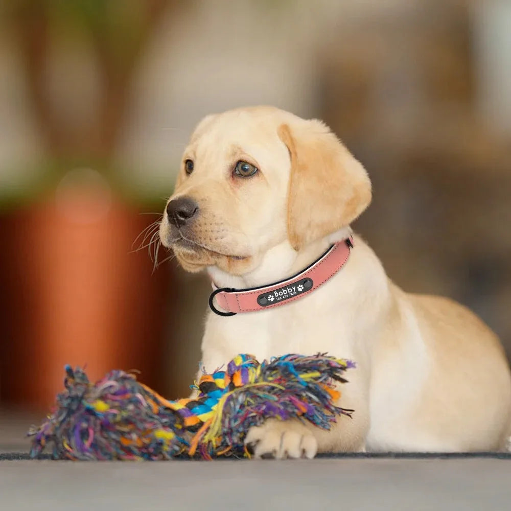 Personalisiertes Hundehalsband